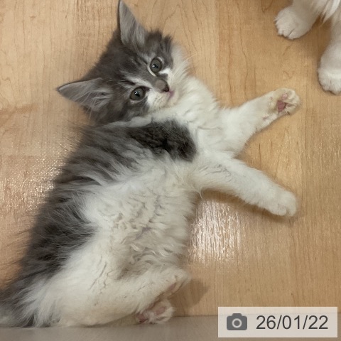 愛知県のノルウェージャンフォレストキャット (ペットプラス 名古屋茶屋店/2025年11月11日生まれ/女の子/ブルータビーホワイト)の子猫の4枚目の画像