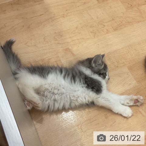 愛知県のノルウェージャンフォレストキャット (ペットプラス 名古屋茶屋店/2025年11月11日生まれ/女の子/ブルータビーホワイト)の子猫の4枚目の画像