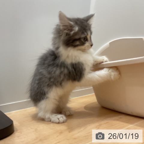 愛知県のノルウェージャンフォレストキャット (ペットプラス 名古屋茶屋店/2025年11月11日生まれ/女の子/ブルータビーホワイト)の子猫の3枚目の画像