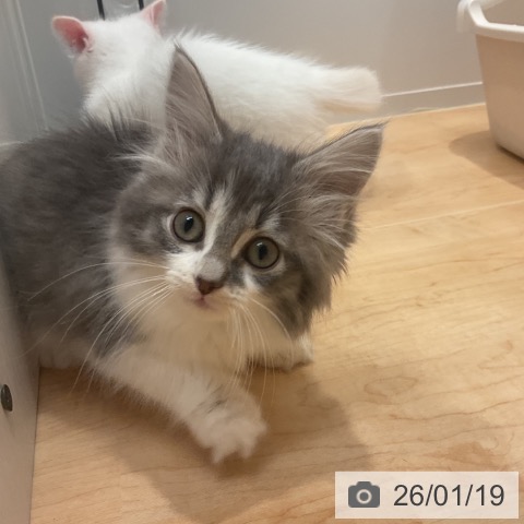 愛知県のノルウェージャンフォレストキャット (ペットプラス 名古屋茶屋店/2025年11月11日生まれ/女の子/ブルータビーホワイト)の子猫の3枚目の画像