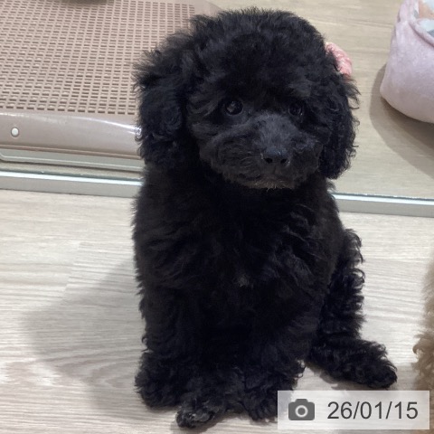 愛知県のトイプードル(トイ) (ペットプラス イオンモール長久手店/2025年11月11日生まれ/女の子/ブラック)の子犬の4枚目の画像