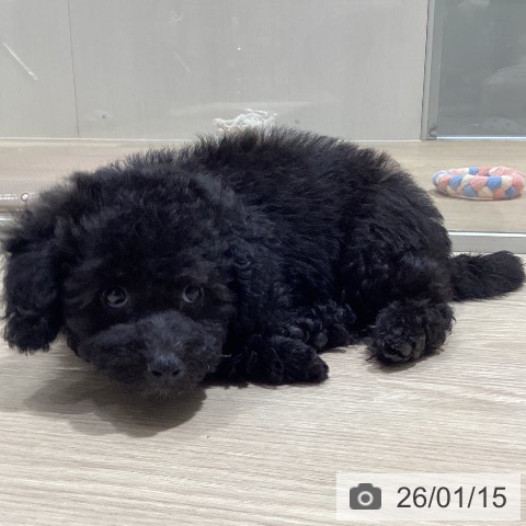 愛知県のトイプードル(トイ) (ペットプラス イオンモール長久手店/2025年11月11日生まれ/女の子/ブラック)の子犬の3枚目の画像