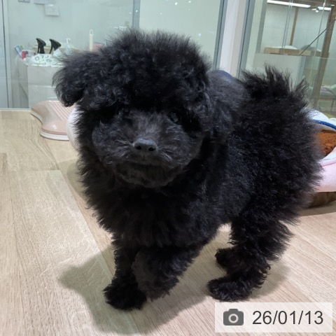 愛知県のトイプードル(トイ) (ペットプラス 岡崎店/2025年11月11日生まれ/女の子/ブラック)の子犬の3枚目の画像