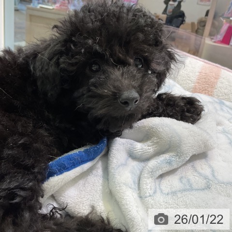 愛知県のトイプードル(トイ) (ペットプラス 岡崎店/2025年11月11日生まれ/女の子/ブラック)の子犬の3枚目の画像
