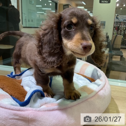 愛知県のミニチュアダックスフンド(ロング) (ペットプラス 岡崎店/2025年11月12日生まれ/男の子/チョコレートタン)の子犬の4枚目の画像