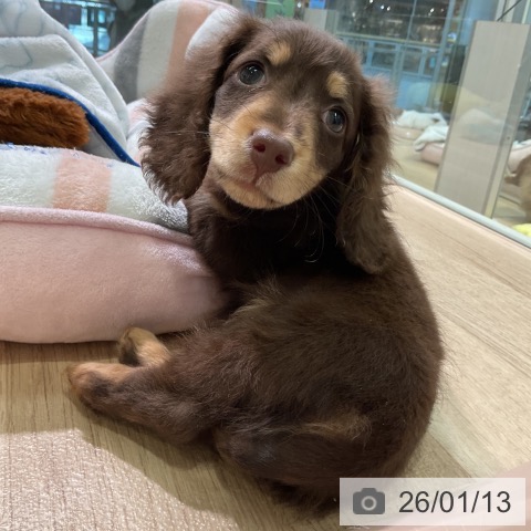 愛知県のミニチュアダックスフンド(ロング) (ペットプラス 岡崎店/2025年11月12日生まれ/男の子/チョコレートタン)の子犬の3枚目の画像