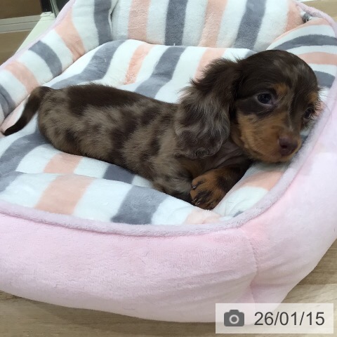 岐阜県のミニチュアダックスフンド(ロング) (ペットプラス 各務原店/2025年11月12日生まれ/男の子/チョコレートダップル)の子犬の4枚目の画像