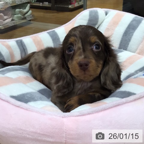 岐阜県のミニチュアダックスフンド(ロング) (ペットプラス 各務原店/2025年11月12日生まれ/男の子/チョコレートダップル)の子犬の3枚目の画像