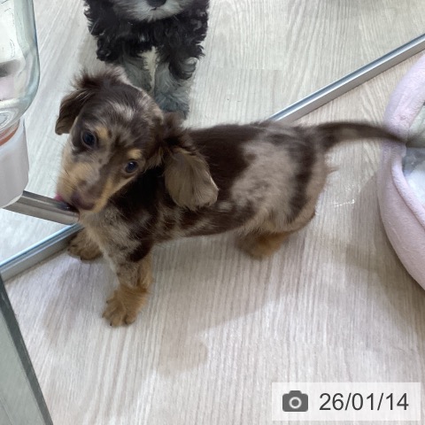 愛知県のミニチュアダックスフンド(ロング) (ペットプラス ナゴヤドーム前店/2025年11月8日生まれ/男の子/チョコレートダップル)の子犬の4枚目の画像