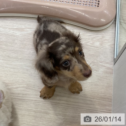 愛知県のミニチュアダックスフンド(ロング) (ペットプラス ナゴヤドーム前店/2025年11月8日生まれ/男の子/チョコレートダップル)の子犬の3枚目の画像