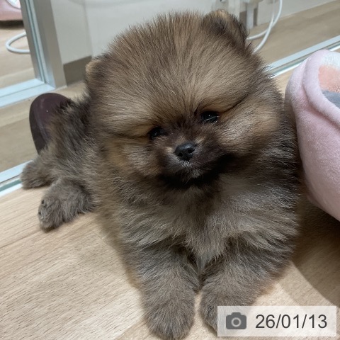 三重県のポメラニアン (ペットプラス 鈴鹿店/2025年11月13日生まれ/男の子/オレンジセーブル)の子犬の4枚目の画像