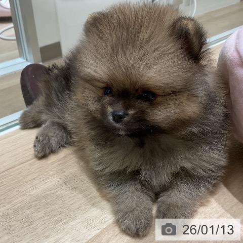 三重県のポメラニアン (ペットプラス 鈴鹿店/2025年11月13日生まれ/男の子/オレンジセーブル)の子犬の3枚目の画像