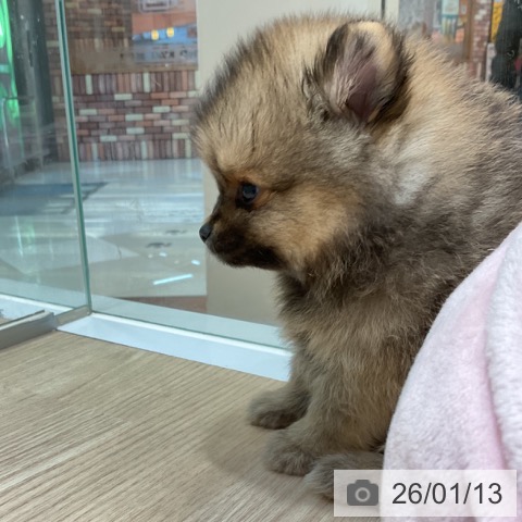 愛知県のポメラニアン (ペットプラス イオンモール長久手店/2025年11月13日生まれ/女の子/オレンジセーブル)の子犬の4枚目の画像