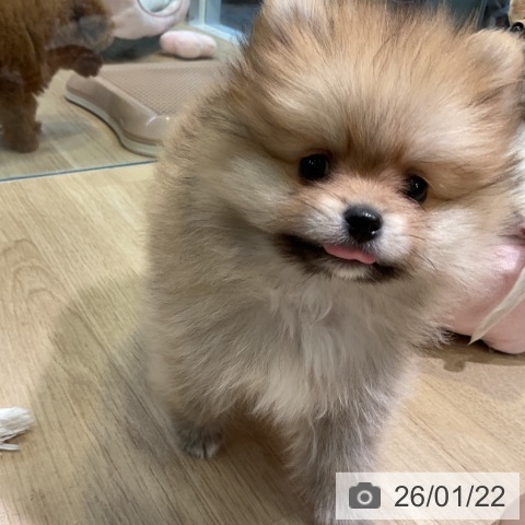 愛知県のポメラニアン (ペットプラス 岡崎店/2025年11月13日生まれ/女の子/オレンジ)の子犬の4枚目の画像