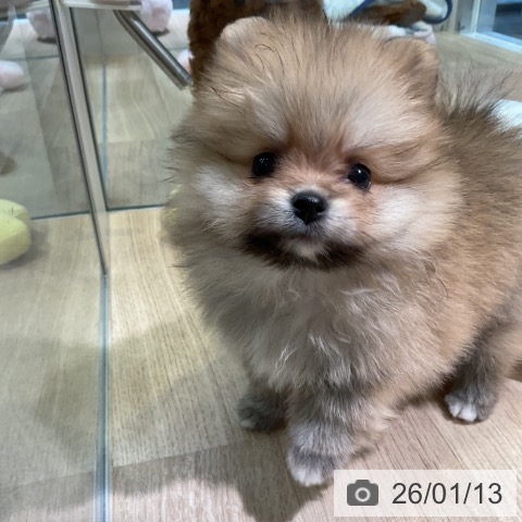 愛知県のポメラニアン (ペットプラス 岡崎店/2025年11月13日生まれ/女の子/オレンジ)の子犬の3枚目の画像