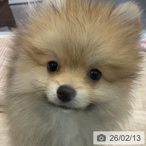 愛知県のポメラニアン (ペットプラス イオンモール豊川店/2025年11月13日生まれ/女の子/オレンジ)の子犬の4枚目の画像
