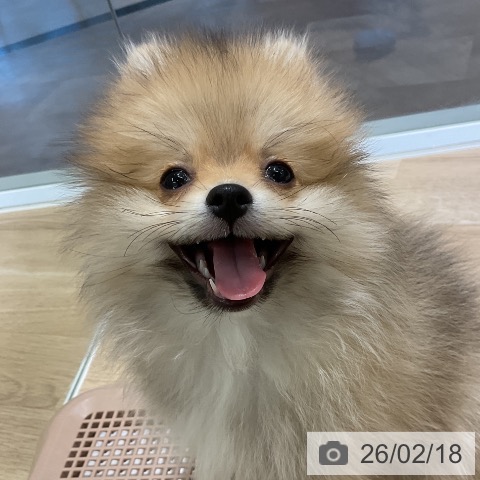 愛知県のポメラニアン (ペットプラス イオンモール豊川店/2025年11月13日生まれ/女の子/オレンジ)の子犬の3枚目の画像