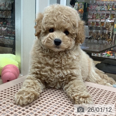 石川県のトイプードル(トイ) (ペットプラス 白山店/2025年11月13日生まれ/男の子/アプリコット)の子犬の4枚目の画像