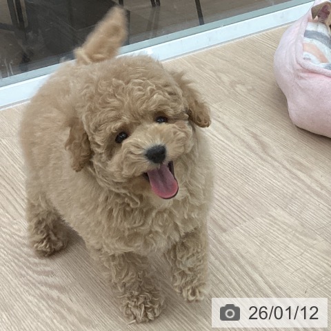 石川県のトイプードル(トイ) (ペットプラス 白山店/2025年11月13日生まれ/男の子/アプリコット)の子犬の3枚目の画像