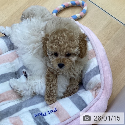 三重県のトイプードル(トイ) (ペットプラス 津南店/2025年11月13日生まれ/女の子/アプリコット)の子犬の4枚目の画像