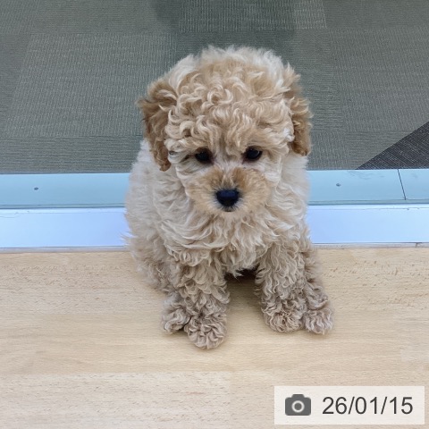 三重県のトイプードル(トイ) (ペットプラス 津南店/2025年11月13日生まれ/女の子/アプリコット)の子犬の3枚目の画像