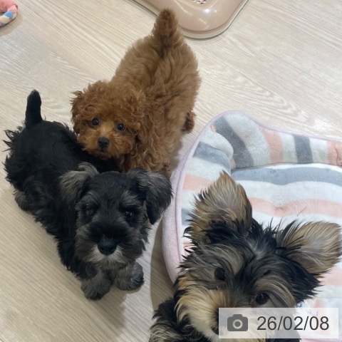 富山県のトイプードル(トイ) (ペットプラス 高岡店/2025年11月13日生まれ/女の子/レッド)の子犬の4枚目の画像