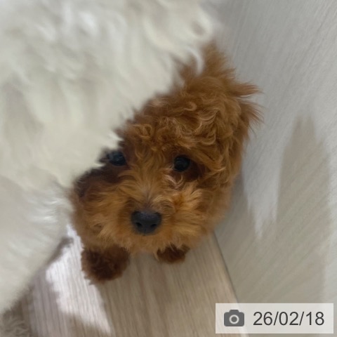 富山県のトイプードル(トイ) (ペットプラス 高岡店/2025年11月13日生まれ/女の子/レッド)の子犬の4枚目の画像