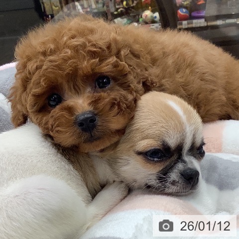 石川県のトイプードル(トイ) (ペットプラス 白山店/2025年11月13日生まれ/女の子/レッド)の子犬の3枚目の画像