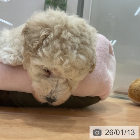 愛知県のトイプードル(トイ) (ペットプラス 名古屋茶屋店/2025年11月13日生まれ/男の子/クリーム)の子犬の3枚目の画像