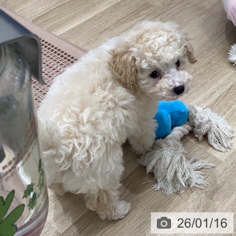 岐阜県のトイプードル(トイ) (ペットプラス 各務原店/2025年11月13日生まれ/女の子/クリーム)の子犬の4枚目の画像