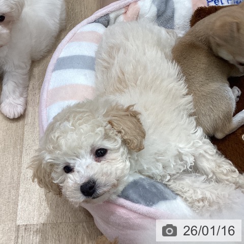 岐阜県のトイプードル(トイ) (ペットプラス 各務原店/2025年11月13日生まれ/女の子/クリーム)の子犬の3枚目の画像