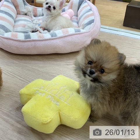 愛知県のポメラニアン (ペットプラス ナゴヤドーム前店/2025年11月13日生まれ/女の子/オレンジ)の子犬の4枚目の画像