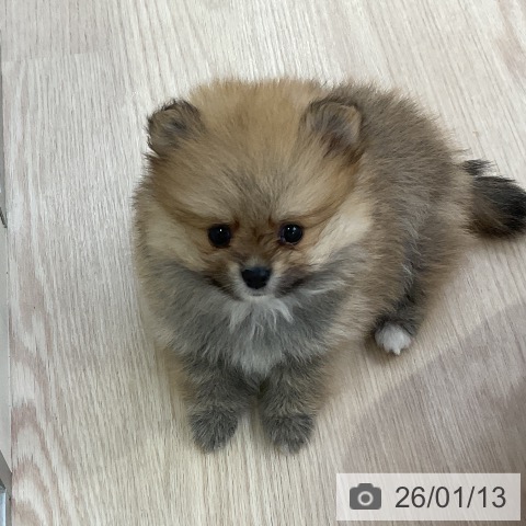 愛知県のポメラニアン (ペットプラス ナゴヤドーム前店/2025年11月13日生まれ/女の子/オレンジ)の子犬の3枚目の画像