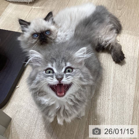 愛知県のミヌエット (ペットプラス ナゴヤドーム前店/2025年11月7日生まれ/女の子/ブルーパッチドタビー)の子猫の4枚目の画像