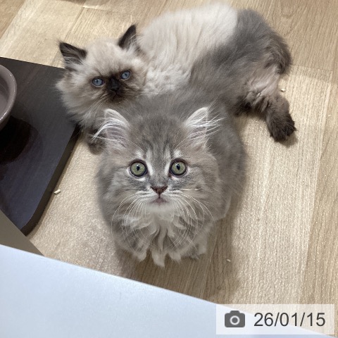 愛知県のミヌエット (ペットプラス ナゴヤドーム前店/2025年11月7日生まれ/女の子/ブルーパッチドタビー)の子猫の3枚目の画像