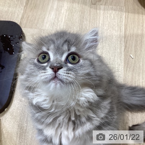 愛知県のミヌエット (ペットプラス ナゴヤドーム前店/2025年11月7日生まれ/女の子/ブルーパッチドタビー)の子猫の3枚目の画像