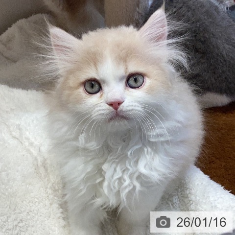 岐阜県のラガマフィン (ペットプラス 各務原店/2025年11月5日生まれ/男の子/クリームタビーホワイト)の子猫の4枚目の画像