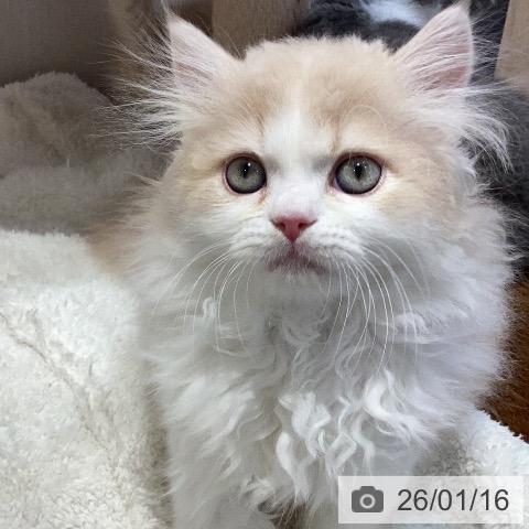 岐阜県のラガマフィン (ペットプラス 各務原店/2025年11月5日生まれ/男の子/クリームタビーホワイト)の子猫の3枚目の画像