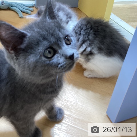 愛知県のブリティッシュショートヘアー (ペットプラス mozoワンダーシティ店/2025年11月10日生まれ/男の子/ブルー)の子猫の4枚目の画像