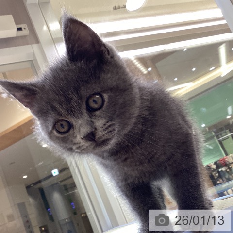 愛知県のブリティッシュショートヘアー (ペットプラス mozoワンダーシティ店/2025年11月10日生まれ/男の子/ブルー)の子猫の3枚目の画像