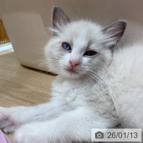 愛知県のラグドール (ペットプラス ナゴヤドーム前店/2025年11月11日生まれ/男の子/ブルーポイントバイカラー)の子猫の4枚目の画像