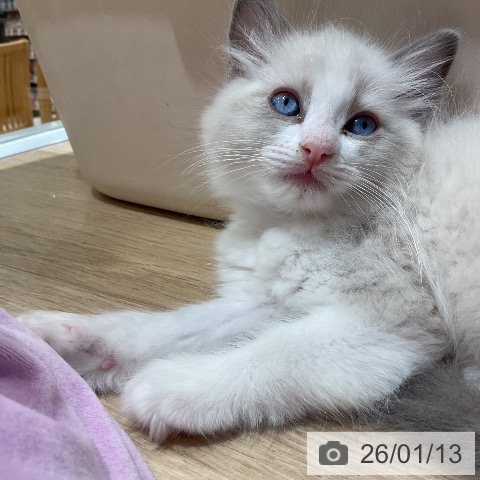 愛知県のラグドール (ペットプラス ナゴヤドーム前店/2025年11月11日生まれ/男の子/ブルーポイントバイカラー)の子猫の3枚目の画像