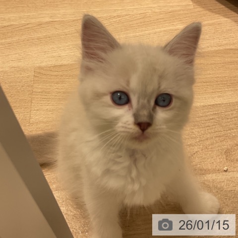 三重県のラグドール (ペットプラス 鈴鹿店/2025年11月11日生まれ/女の子/ブルーポイントミテッド)の子猫の4枚目の画像