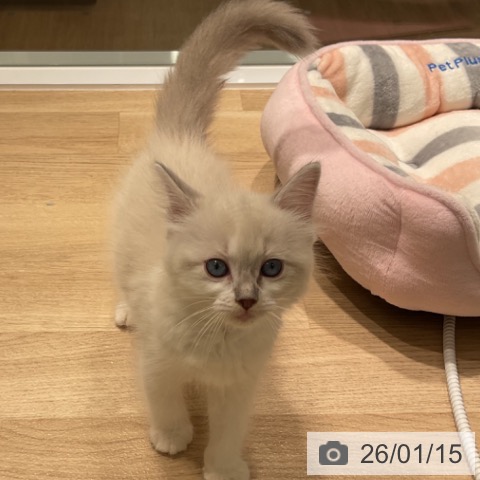 三重県のラグドール (ペットプラス 鈴鹿店/2025年11月11日生まれ/女の子/ブルーポイントミテッド)の子猫の3枚目の画像