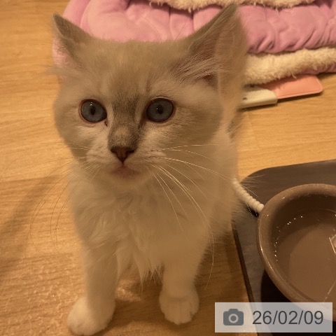 三重県のラグドール (ペットプラス 鈴鹿店/2025年11月11日生まれ/女の子/ブルーポイントミテッド)の子猫の4枚目の画像