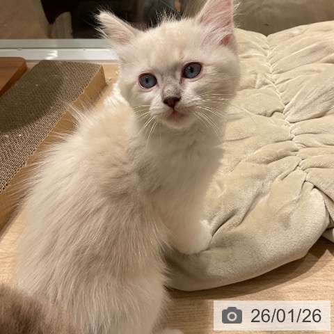 三重県のラグドール (ペットプラス 鈴鹿店/2025年11月11日生まれ/女の子/ブルーポイントミテッド)の子猫の3枚目の画像