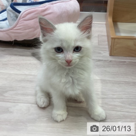 愛知県のラグドール (ペットプラス イオンモール長久手店/2025年11月12日生まれ/女の子/ブルーポイントバイカラー)の子猫の4枚目の画像