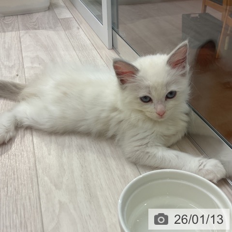 愛知県のラグドール (ペットプラス イオンモール長久手店/2025年11月12日生まれ/女の子/ブルーポイントバイカラー)の子猫の3枚目の画像