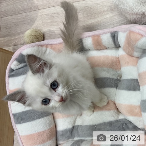 愛知県のラグドール (ペットプラス イオンモール長久手店/2025年11月12日生まれ/女の子/ブルーポイントバイカラー)の子猫の4枚目の画像