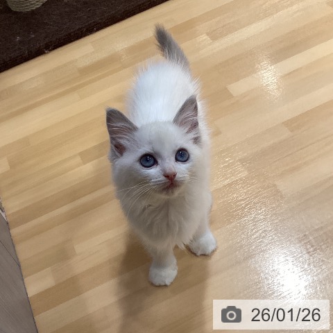 愛知県のラグドール (ペットプラス イオンモール長久手店/2025年11月12日生まれ/女の子/ブルーポイントバイカラー)の子猫の3枚目の画像